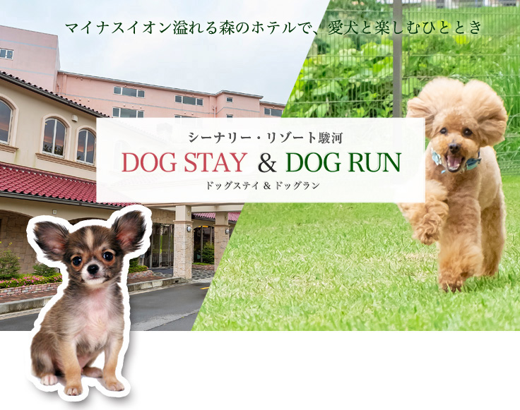 DOG STAY & DOG RUN